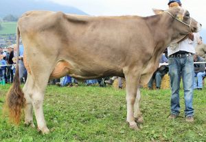 151009ViehschauSarnen 184